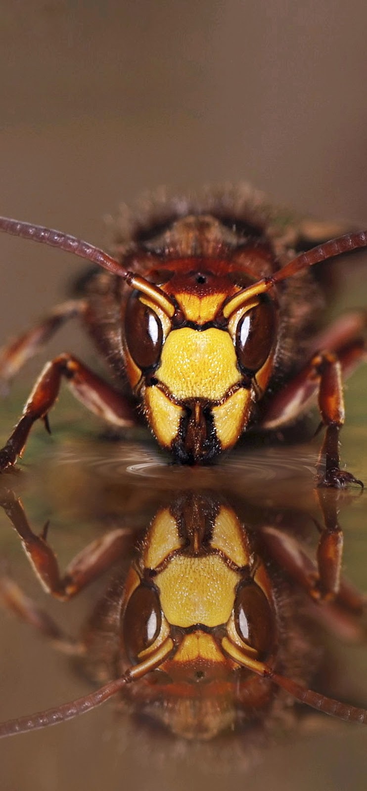 Picture of a queen hornet.