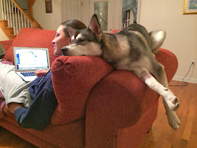 Cute dogs - part 7 (50 pics), husky lays on the couch