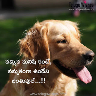 Nammakam quotations in telugu- నమ్మిన మనిషి కంటే, నమ్మకంగా ఉండేవి జంతువులే...!!