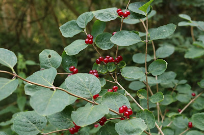 Rode Kamperfoelie - Reade Papsûger - Lonicera xylosteum