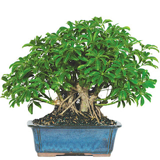 Hawaiian Umbrella Tree Bonsai