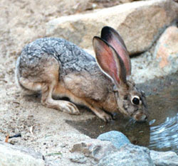 Black-tailed Jackrabbit (Lepus californicus Gray)