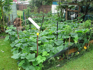 veggie garden