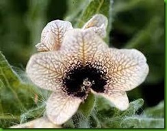 Henbane