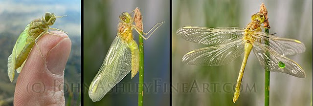 Dragonfly metamorphasis (c) John Ashley