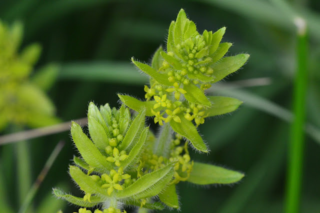 Cruciata laevipes