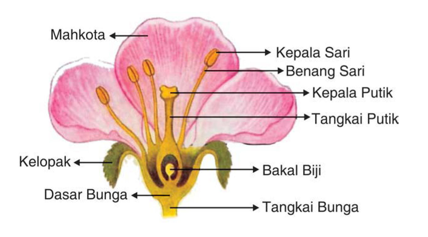 Bagian bagian bunga  dan fungsinya secara lengkap
