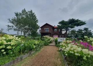 수국이-핀-타샤의-언덕