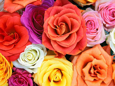 flores wallpapers - rosas de todos colores