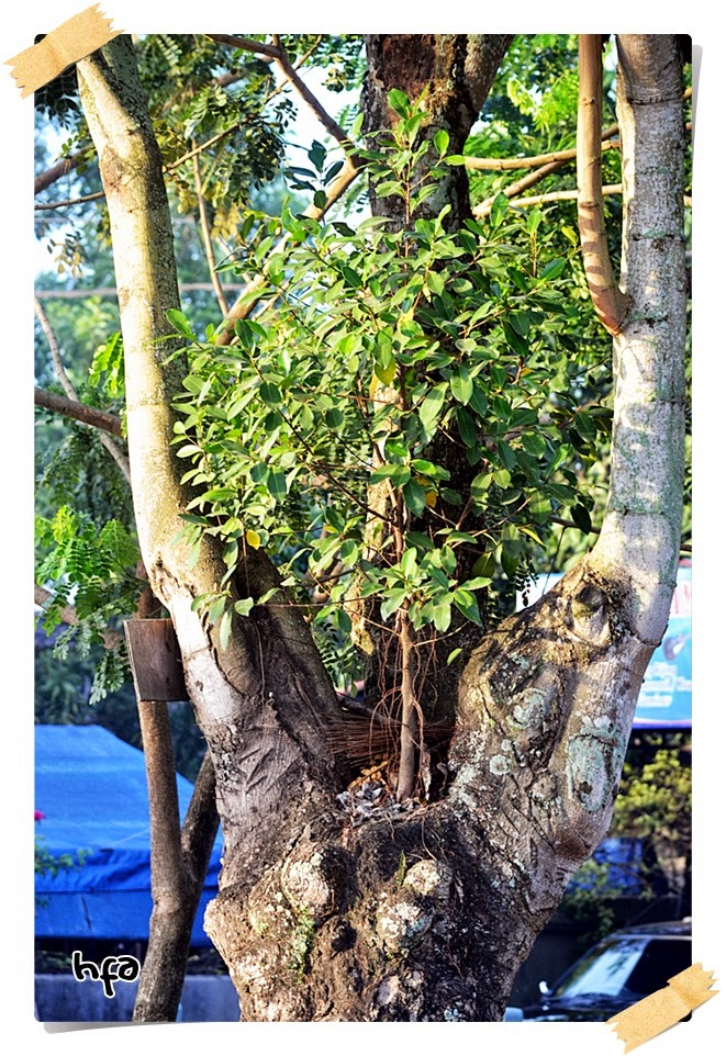 teknik bonsai, beringin unik, beringin keramat