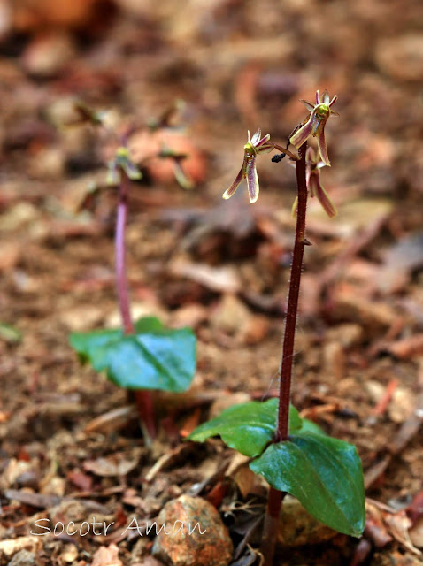 Neottia japonica