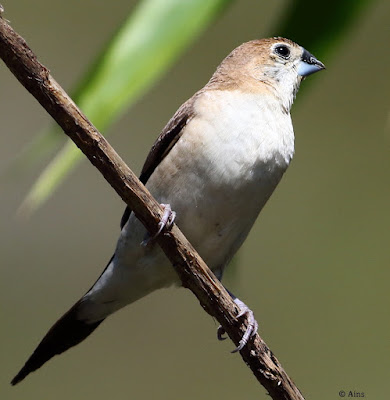 "Indian Silverbill - Euodice malabarica, resident perched on a branch."