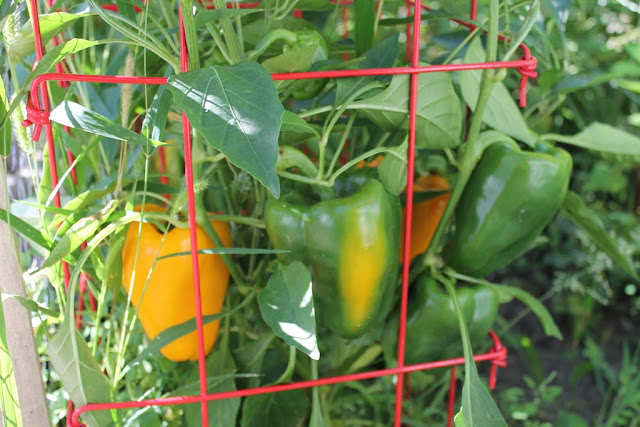 Lots of bell peppers