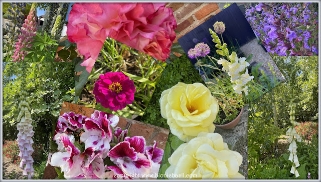 The BBHQ Midweek News Round-Up ©BionicBasil® Blooming Marvellous Flowers at BBHQ