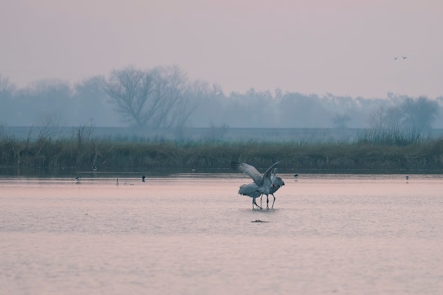 Sandhill Cranes, California, Sacramento, Cosumnes River, wildlife, nature, birdwatching, birding, birder, crane, sunset, photography, mist