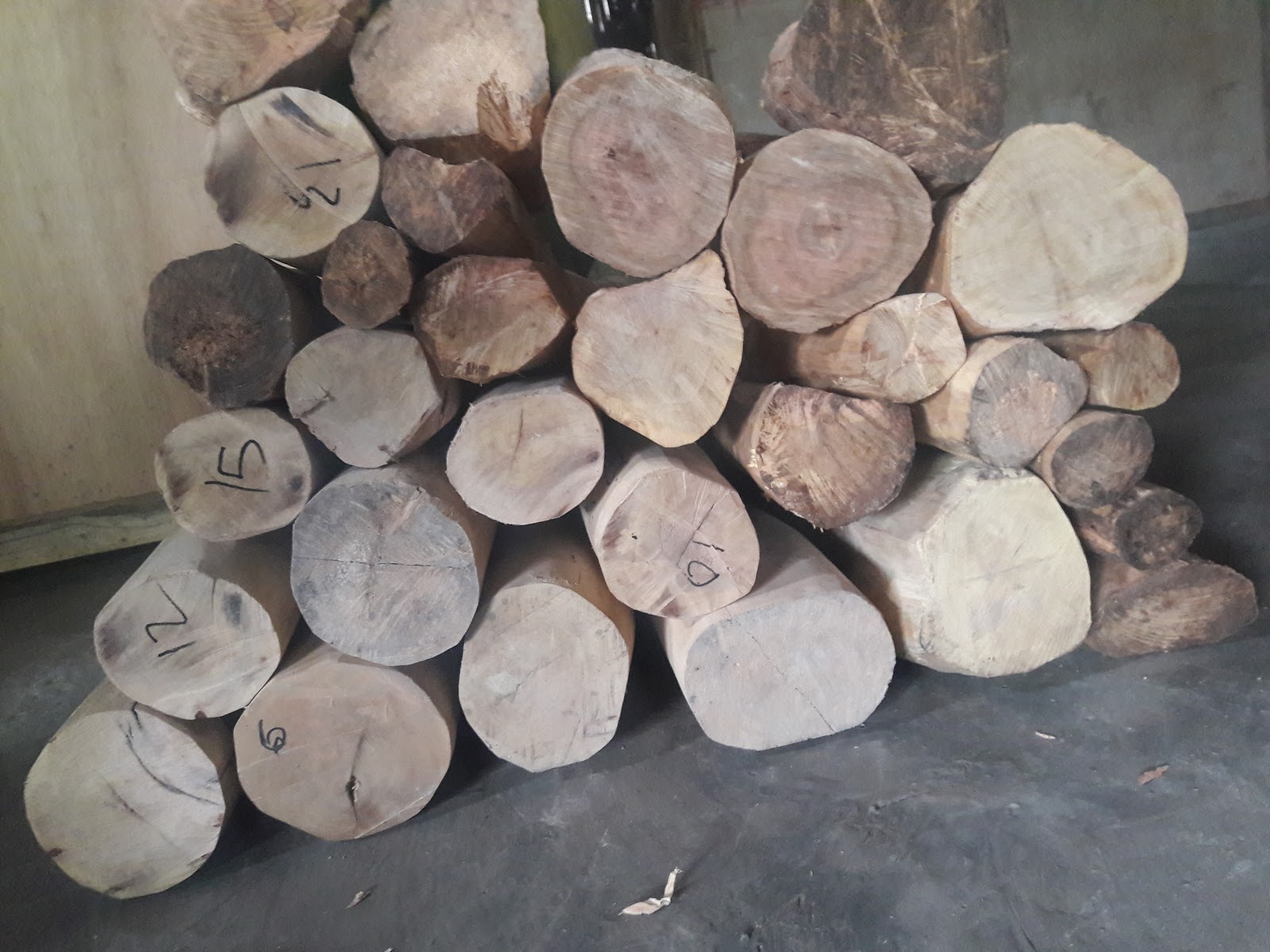 Kayu Cendana Batangan Dengan Ukuran Diameter Cendana 