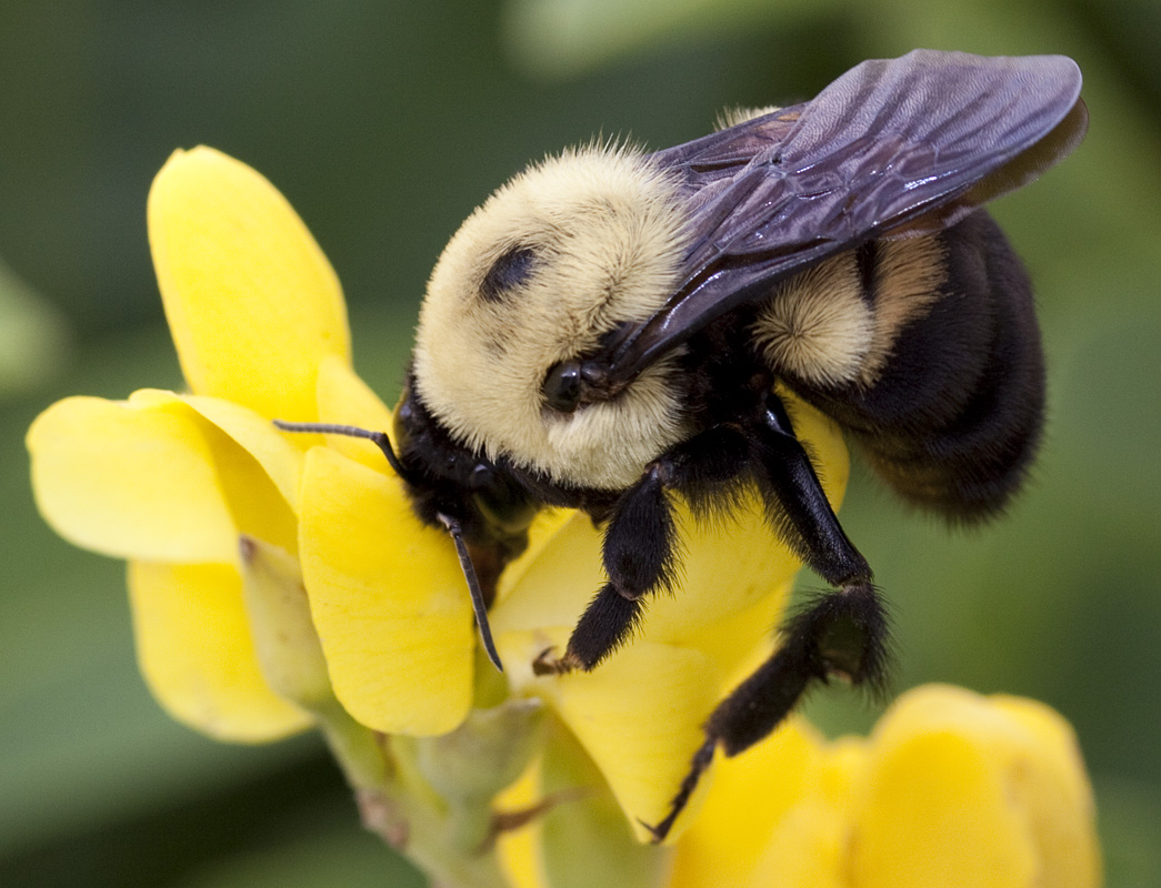 Bumblebee on yellow wild indigo Baptisia sphaerocarpa