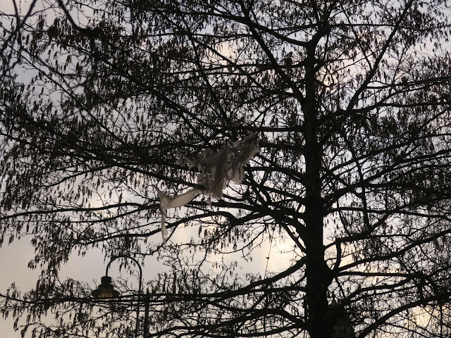 Alder with catkins, with plastic in branches, in front of a fancy street light.