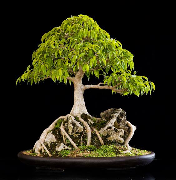 Bonsai Beringin di Atas Batu