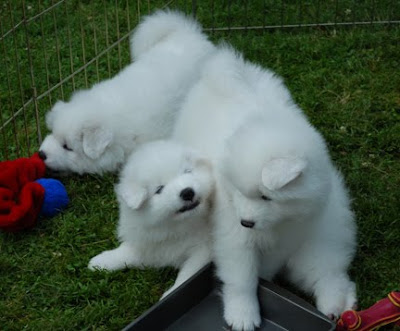 Samoyed Dog