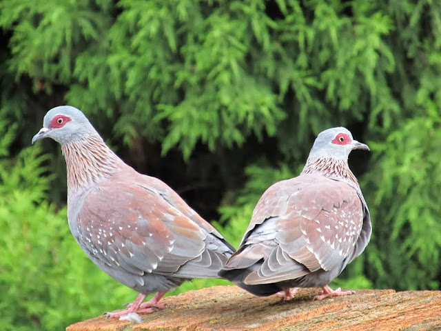 Sweet & Beautiful Love Pigeons HD Wallpaper Dowload