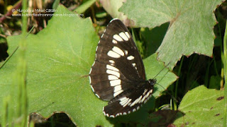 Neptis rivularis DSC112651