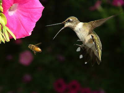 How to feed hummingbirds