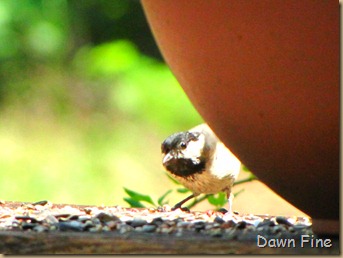 birds and big bloomers_010