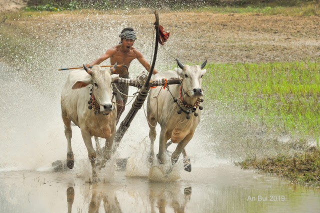 Đua bò miền tây