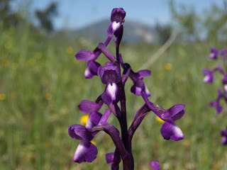 Orquídea (Anacamptis morio)