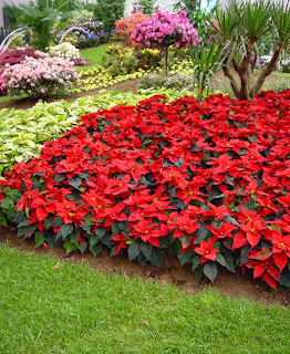 decorar jardines jardines interiores jardines japoneses