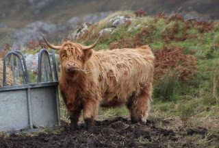 highland cow, Scotland, Highlands