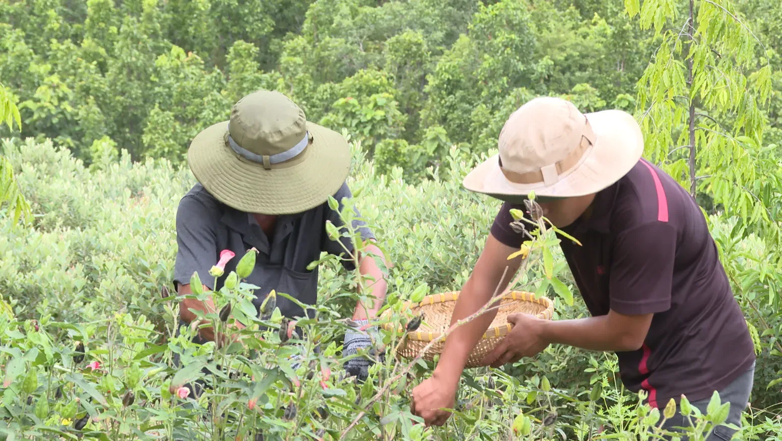 Nông dân thôn Đá Trắng, xã Phước Tân, huyện Bác Ái, Ninh Thuận thu hoạch cây dược liệu