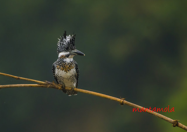 Crested Kingfisher