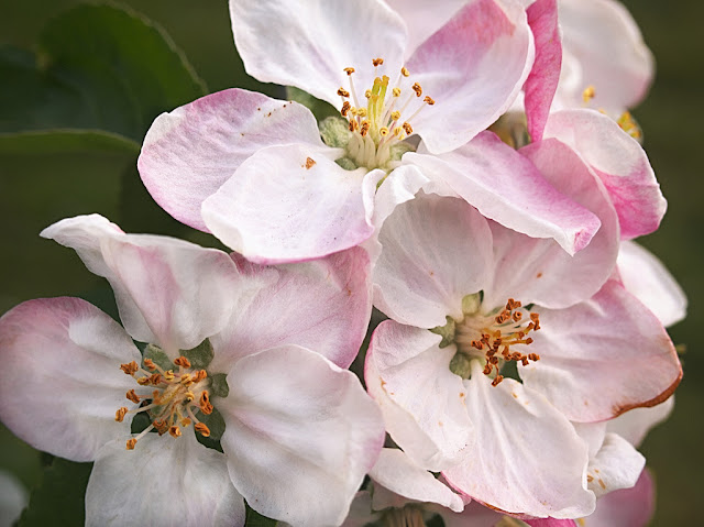 Close up of fully open apple blossom white with pink tinge and underside to petals.