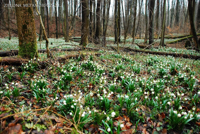 Muszkowicki las bukowy, rezerwat  śnieżyce wiosenne