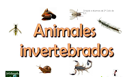 Como ya has investigado mucho sobre animales invertebrados. seguro que .