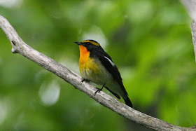 神戸宇孝さんの 野鳥観察に行こう 第35回 見つけ方のコツは鳥を探さないこと 林の中を飛ぶキビタキを探そう