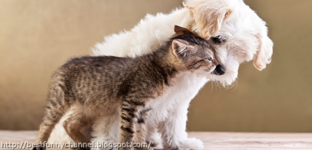 Very funny kitten and puppy.