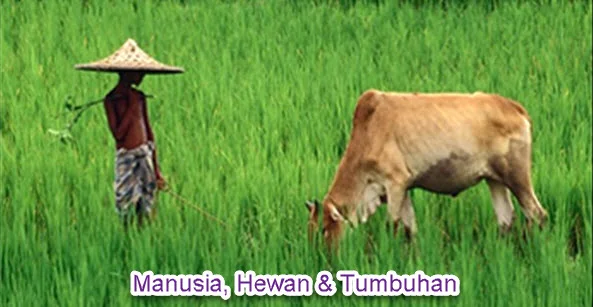  Manusia Tumbuhan dan Hewan