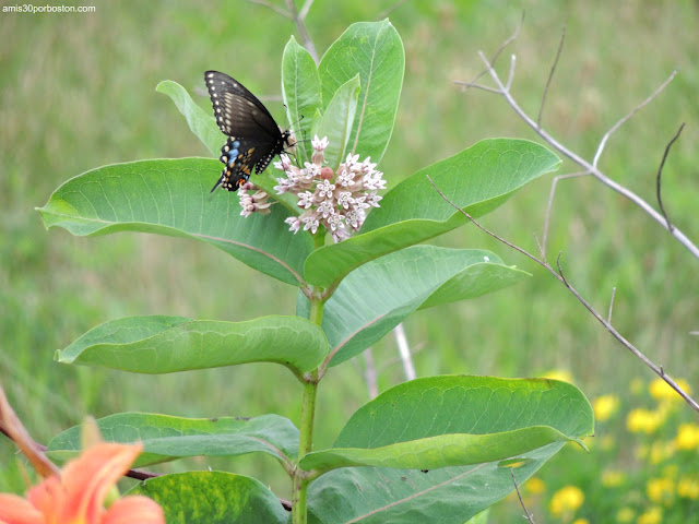 Mariposa en Great Bay, New Hampshire