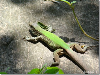 110215 Pantanal (57)