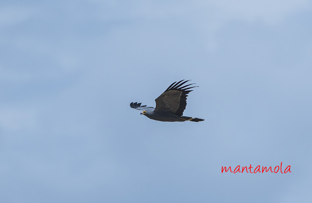 African harrier-hawk (Polyboroides typus)