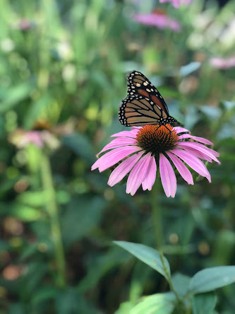 Close-up of a purple Echinacea flower with a butterfly perched on it.