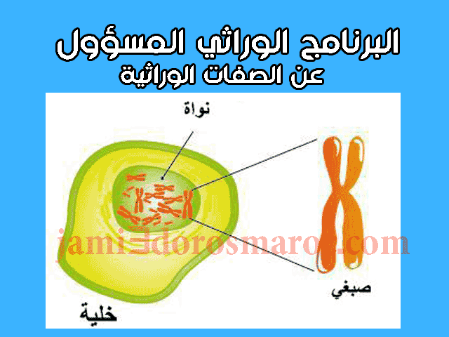 الصبغيات