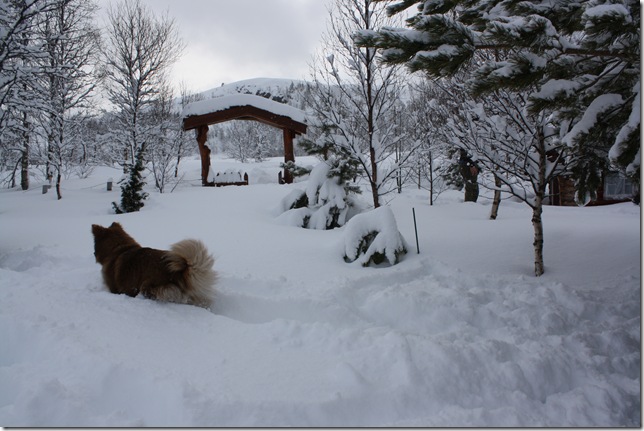 lapphundtreff 13 mars 2010 015