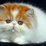 Kucing Anggora Dan Persia Murah / Harga Kucing Anggora Sebanding Dengan Keistimewaannya - Perbedaan kucing anggora dan kucing persia yang kelima dilihat dari ekornya.