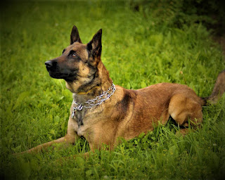Belgian Shepherd Malinois  history The breed of dogs Malinois has not very ancient past, since it appeared in the early 19th century, in Belgium. In fact, it's just one of four breeds related to each other: Tervuren (long wool with a black mask), Grunendal (black long wool), lakenooa (scorched, coarse wool), and raspberry (short wool with black mask).  The breed appeared as a result of research by Belgian veterinarians and dog breeders. They created a club of Belgian shepherds and conducted a study, trying to find out the main features of sheepdogs living in Belgium, in its various regions. The result was the gradual creation of the standard of these four above breeds, as the vast majority of Belgian sheepdogs differed only in color and length of wool.  Based on the data obtained, in 1892 Professor Adolf Royle made the first standard of the raspberry breed. By the way, around the same time dog breeders have suggested that herding dogs in Belgium are less often used for their intended purpose, simply because the number of farms is decreasing, which means that it is necessary to introduce tests on obedience, agility, and other new dog disciplines to help Belgian Shepherds to prove themselves in a different role.  Many breeders over the following years began to actively breed Belgian sheepdogs, and cross them with each other to obtain new varieties, and this is how there were four main types of breed, which were decided to assign their own names. Today they are considered separate breeds.  After the First World War, in the 1920s and 1930s, many serious, eminent nurseries for Belgian Shepherds were created, which helped to restore the reduced population.  Today, the raspberry breed is known all over the world, thanks to its wisdom and obedience, and is even used in army units. For example, these dogs detect drugs, explosives, and perform other functions in the border forces. And not only in Belgium and other European countries, but also in the United States.   Characteristics of the breed popularity                                                           05/10  training                                                                09/10  size                                                                        07/10  mind                                                                     09/10  protection                                                          06/10  Relationships with children                         09/10  Dexterity                                                             08/10     Breed information country  Belgium  lifetime  10-14 years old  height  Males: 60-66 cm Bitches: 56-62 cm  weight  Males: 25-30 kg Suki: 20-25 kg  Longwool  Short  Color  yellow-brown, charcoal  price  400 - 900 $  description Malinois are medium-sized dogs with a muscular physique and a pronounced chest. The head is medium-length, almond-shaped eyes, dark brown. The muzzle is the right shape, the ears are triangular, standing. The tail is medium length; the hair is short. The color is yellow-brown and charcoal.     personality The breed of malinois dogs is not suitable for novice owners, or those people who lead a sedentary lifestyle. These dogs are extremely cheerful, love to play, just walk on the street, and generally spend time as actively as possible. For many centuries of its existence, Belgian Shepherds have faithfully served people, and therefore the raspberry breed cannot spend time lying on the couch.  She doesn't even understand how it's possible in principle - to live in inactivity and be a happy animal. After all, his "dog happiness" Malinois receives is inactivity, inactivity, and close interaction with loved ones. Of course, if you decide to have a dog of this breed, it is unlikely that you will use it for grazing sheep or cows.  Most likely, it will be a companion for the whole family, the child's best friend, a faithful companion for jogging, and of course the watchman, if you live in a private house. This means that the dog should implement its desire to serve people in contact with you and different types of activity. In this sense, training, exercise and training are good.  Malinois likes to participate in all things, stick his nose everywhere, and feel like a full member of the family. Aggression, or, on the contrary, suppression of character and fear, is not unusual for these dogs. If such character traits are manifested, there are two options - either it is the fault of improper education, or it can be said, the marriage of the breed.  The Malinois dog is very clever and has a quick reaction (it is believed that they exceed the speed of reaction German Shepherd). They are emotionally sensitive creatures, and therefore rudeness and beatings are unacceptable. By the way, thanks to this quality perfectly feel the mood of others and can guess the desires of the owner.  Strangers are perceived without aggression but can realize themselves as a watchman and stand up for protection, although if someone else's dog or intruder retreats, Malinois will most likely not pursue him or continue the fight until the complete destruction of the enemy even against the commands of the master.  Children are loved, happy to spend time with them (but to the presence of children they should be accustomed from childhood), and sometimes can slightly bite their heels. The shepherd's past is affected - in the dog's mind children are like responsible creatures, like cows or sheep, which should be monitored and driven into the room for rest.     teaching The breed of malinois dogs, as a rule, always gladly perceives the process of training. For her, this is another useful and interesting activity, as well as an opportunity to realize their energy and do something with the owner. That is, from which side do not look - for the temperament of these dogs, training, especially if it is also associated with physical activity and presented with elements of the game, a wonderful occupation.  Accordingly, there should be no problems. The main thing is to have enough patience, not to make the classes too boring and monotonous, as this breed cannot stand, as well as to keep a positive attitude and kindness.     care The breed of dog Belgian Malinois has a short coat that needs to be combed once a week. Always make sure that your pet's ears and eyes are clean and have no deposits. Buy a dog at least once a week. Cut the claws once every 10 days. The molt occurs twice a year.     Common diseases Like any other Dog breed, raspberries are prone to certain diseases, including:  hip dysplasia is a hereditary disease that can occur in very active dogs such as malinois; progressive retinal atrophy; elbow dysplasia is a hereditary disease; sensitivity of anesthesia - raspberries are very sensitive to anesthesia. They have a higher than average mortality rate for anesthesia due to the ratio of their muscles and fats.