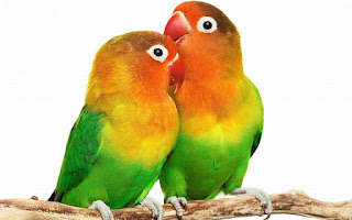 Agar Birahi Lovebird Stabil di Lapangan/Gantangan dan di rumahan