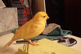 canary